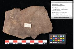 Foto (Objekt + Etikett) von Xylomites lignitum Ettingshausen (NHMW-GEO-2024-0188-0051a)